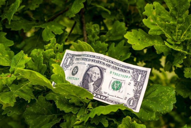 Banknot dolarowy na tle zielonych liści – Architektura krajobrazu