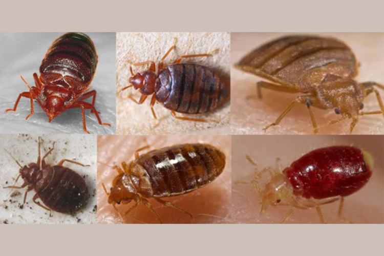 pluskwa domowa – zdjęcia